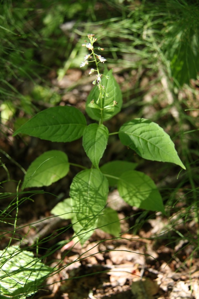 Двулепестник альпийский