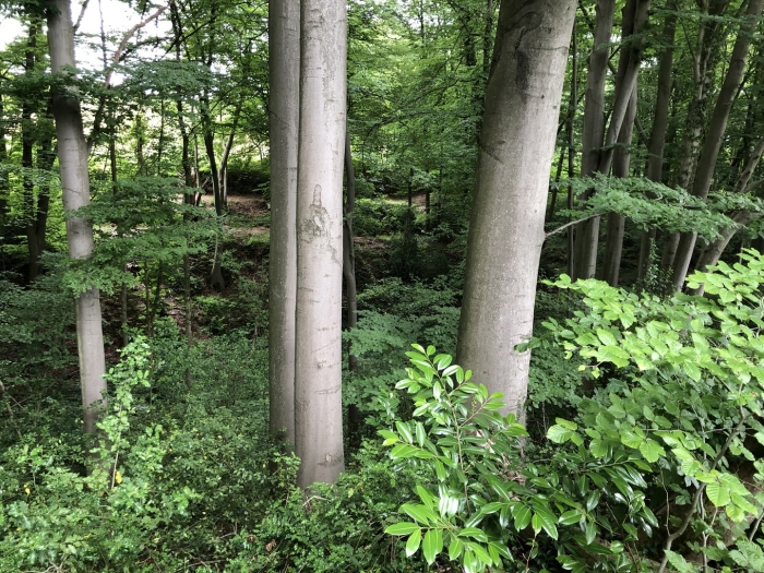 Wikimedia commons file