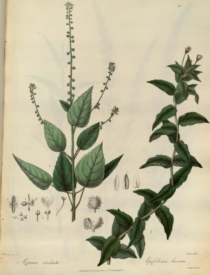 Ocimum basilicum ботанический рисунок