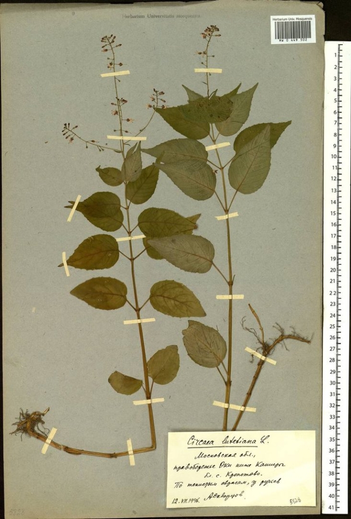 Ocimum basilicum гербарий