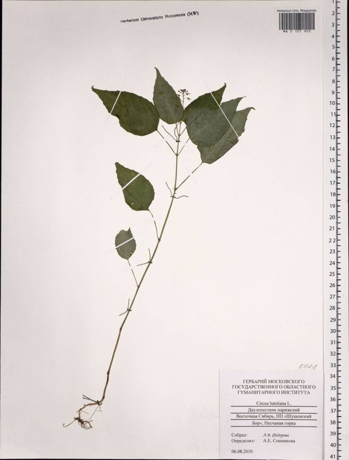 Тополь бальзамический гербарий