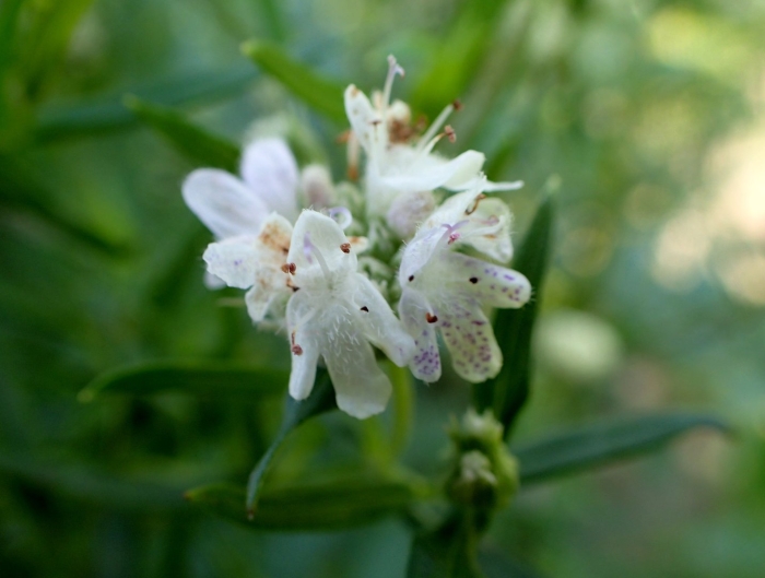 Pycnanthemum virginianum