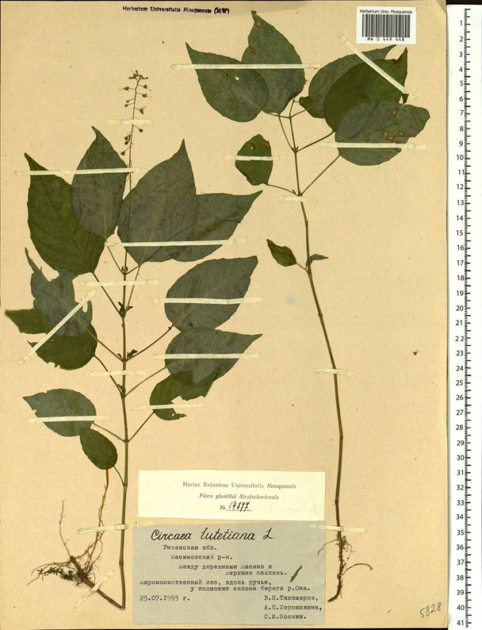 Circaea lutetiana