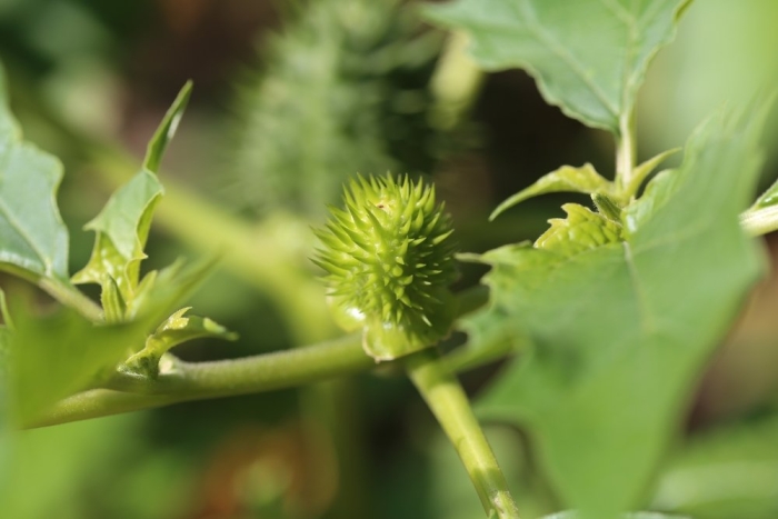 Дурман обыкновенный плод