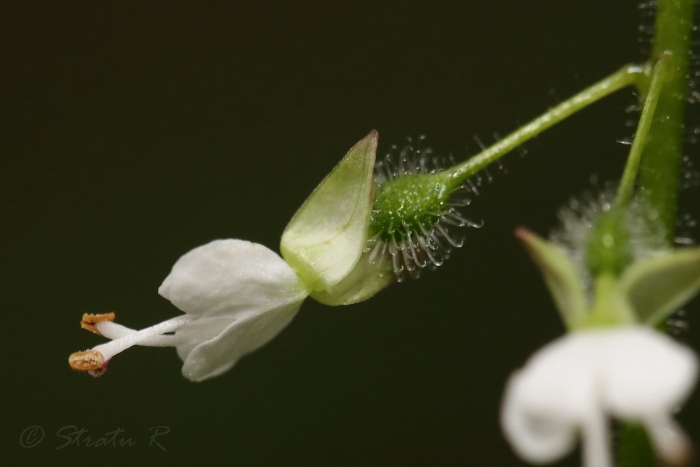 Двулепестник альпийский (circaea alpina)