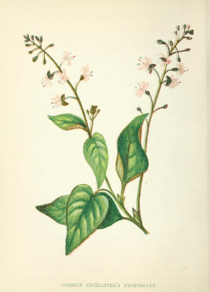 Ботаника гречиха посевная