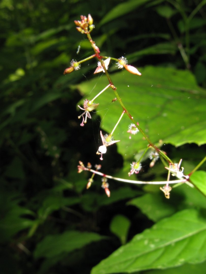 Circaea erubescens