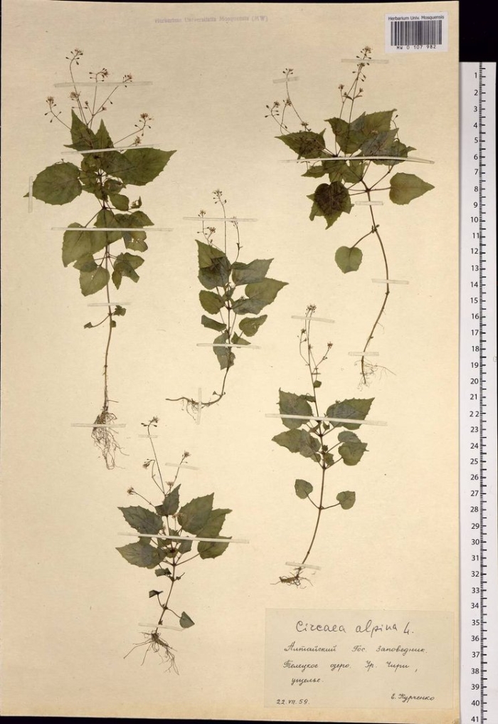 Гречишка вьюнковая трава