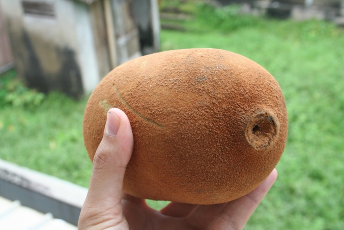 Mamey sapote
