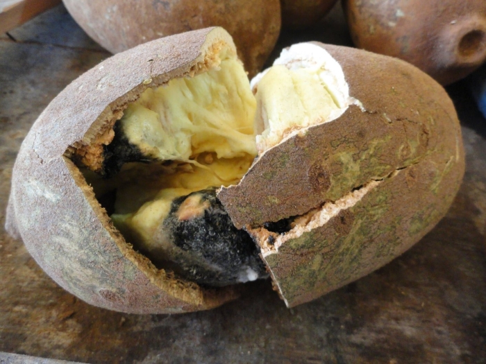 Купуасу (cupuassu)