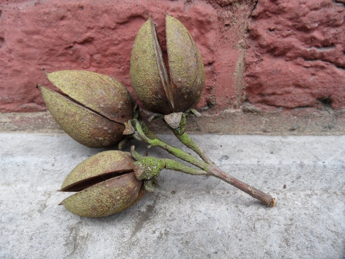 Paulownia tomentosa плоды