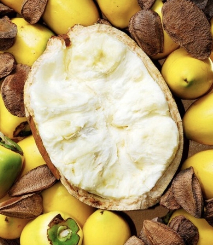 Theobroma grandiflorum