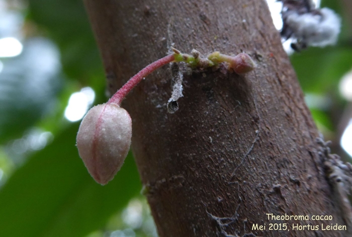 Какао дерево