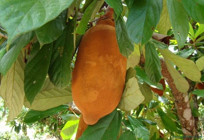 Купуасу фрукт