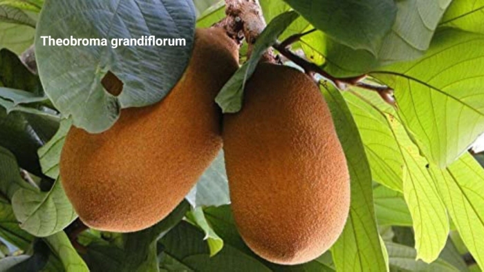 Theobroma grandiflorum