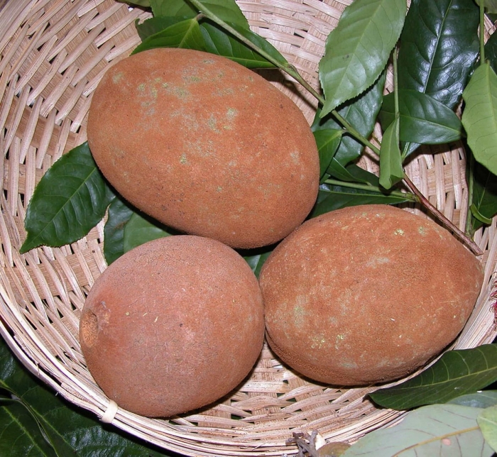 Купуасу дерево