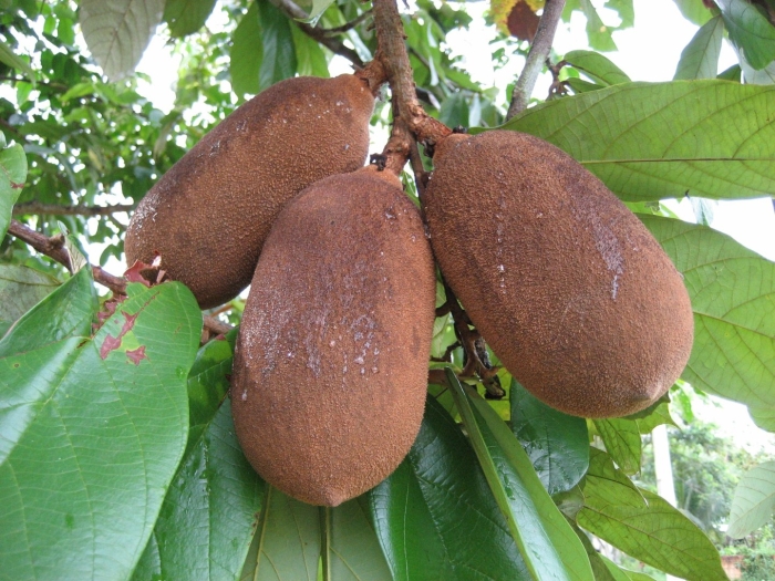 Купуасу дерево