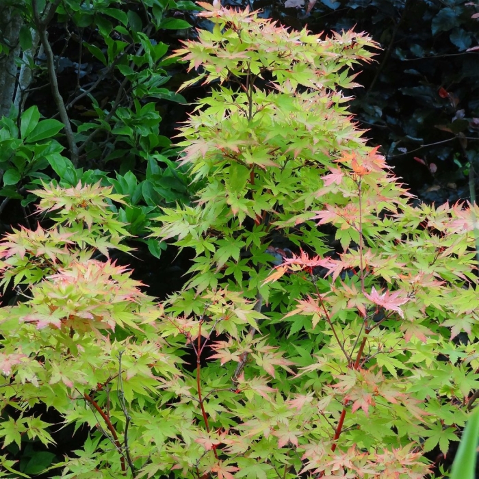 Клен дланевидный acer palmatum