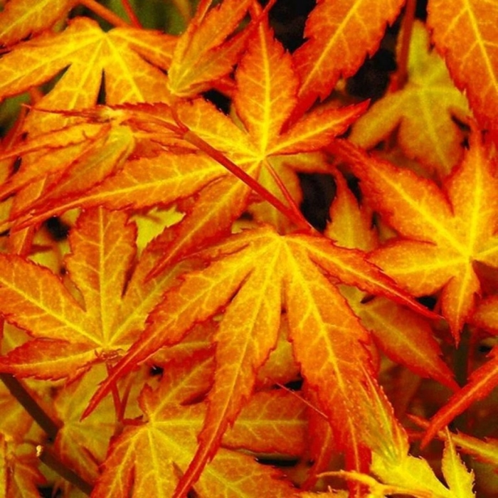 Клён дланевидный\веерный  acer palmatum