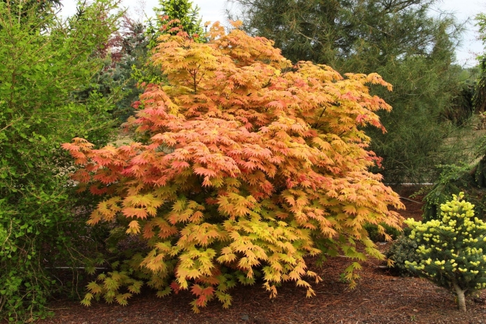 Acer shirasawanum 'autumn