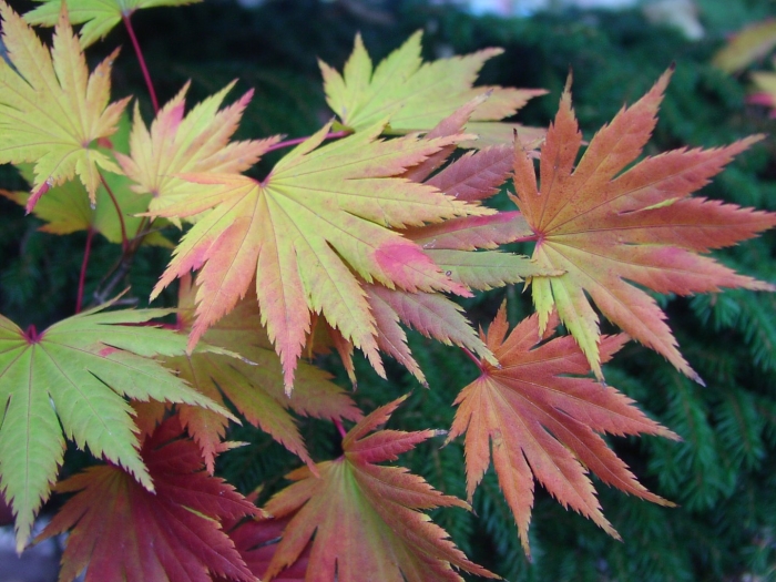 Остролистный клен