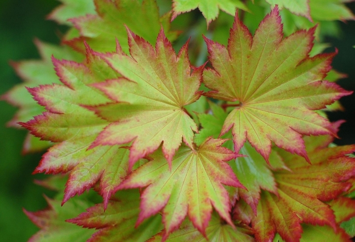 Acer palmatum orange dream