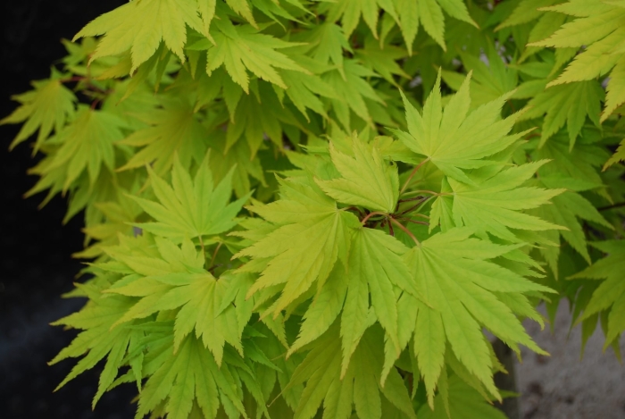 Acer japonicum