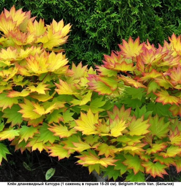 Клён дланевидный катсура