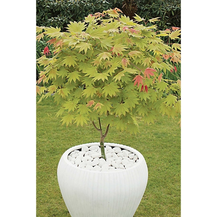 Клен shirasawanum