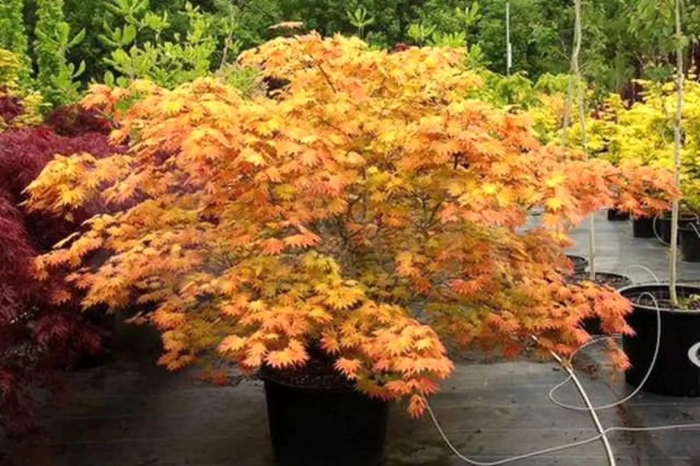Acer palmatum