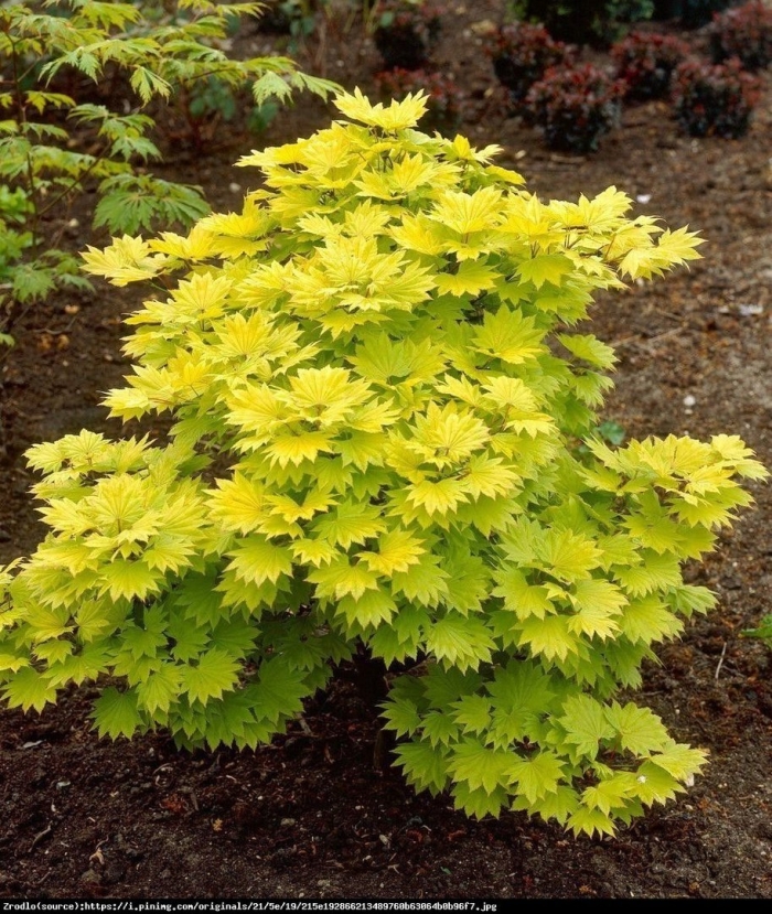 Клен ауреум