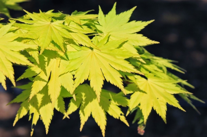 Acer shirasawanum jordan