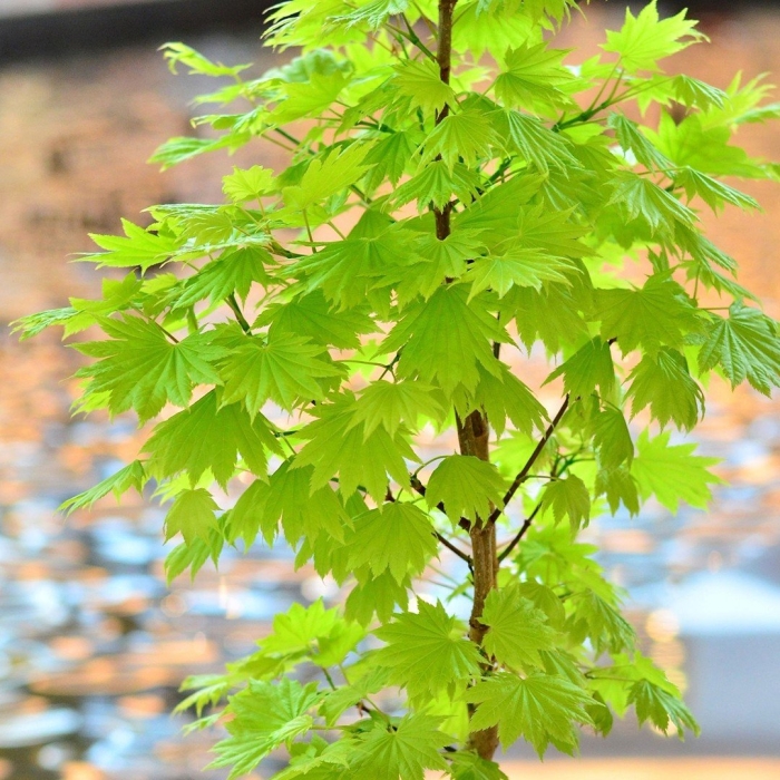 Acer shirasawanum jordan