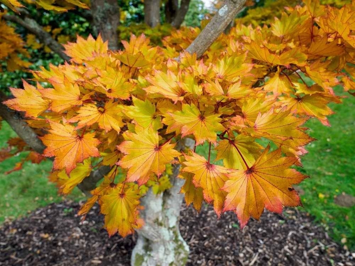 Acer pseudosieboldianum
