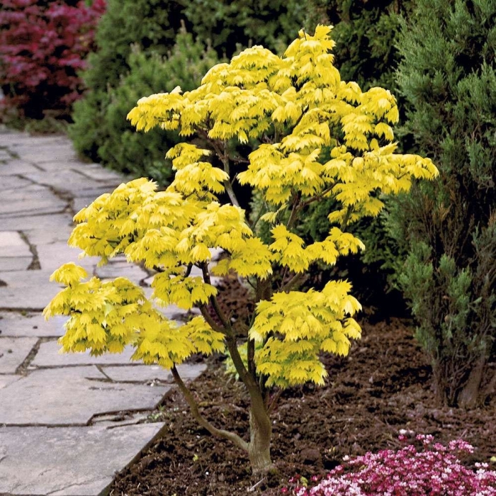 Клен остролистный princeton gold