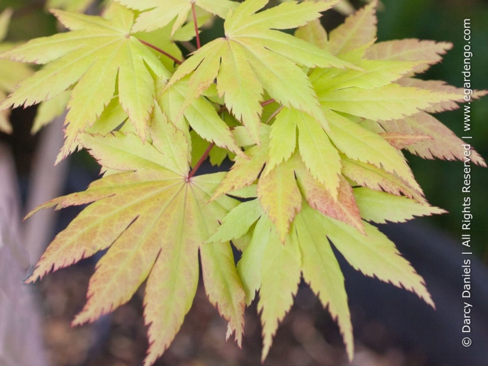 Acer palmatum sangokaku