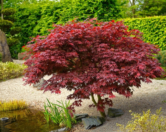 Клен acer palmatum bloodgood