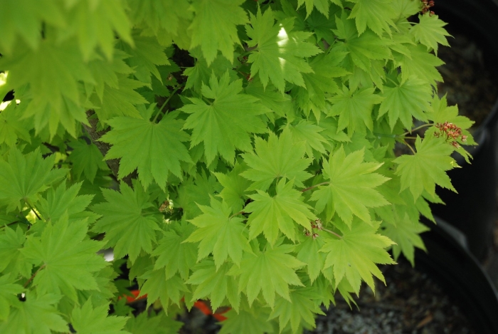 Acer shirasawanum jordan