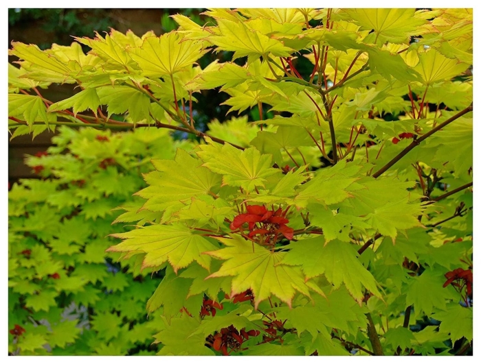 Acer palmatum summer gold
