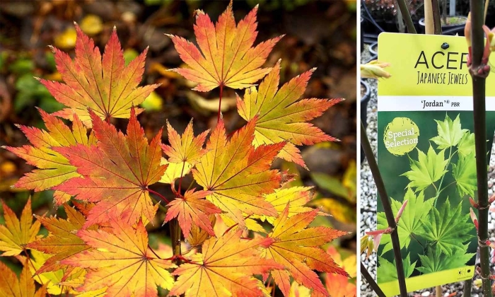 Клен японский ауреум