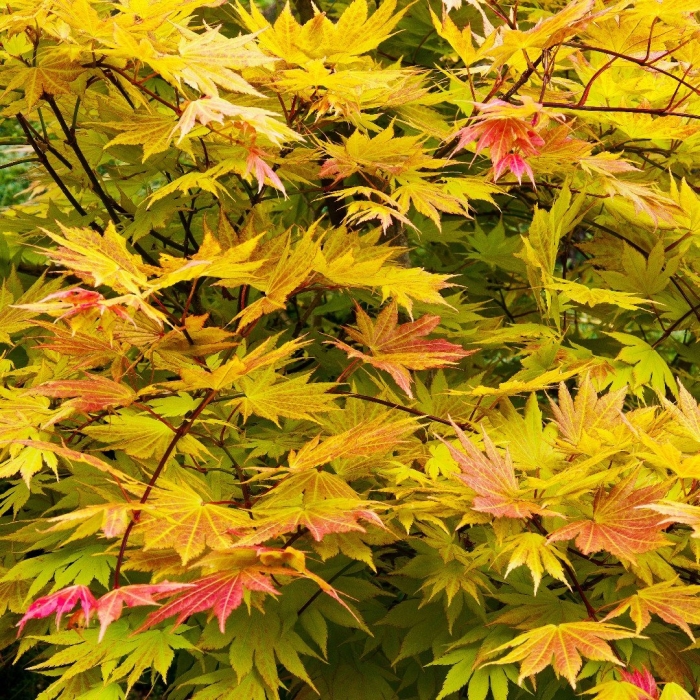 Клён ширасаванский ауреум