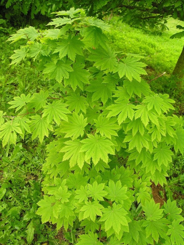 Acer shirasawanum 'gloria'