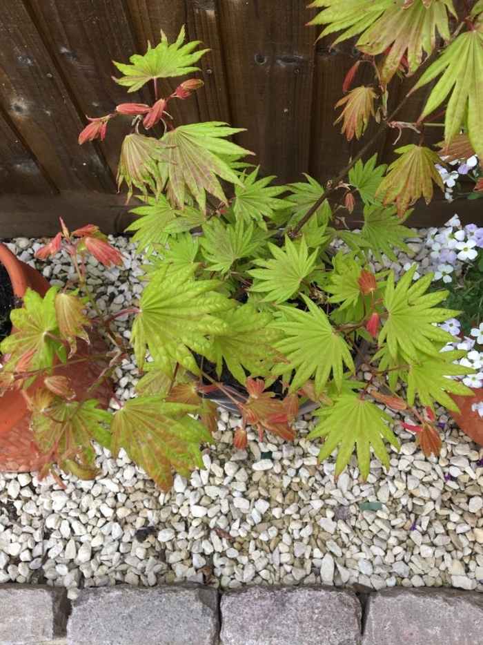 Acer shirasawanum 'moonrise'