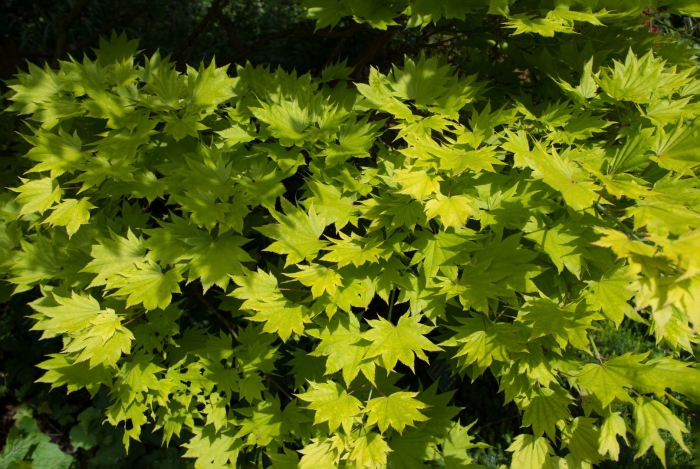 Клен shirasawanum aureum