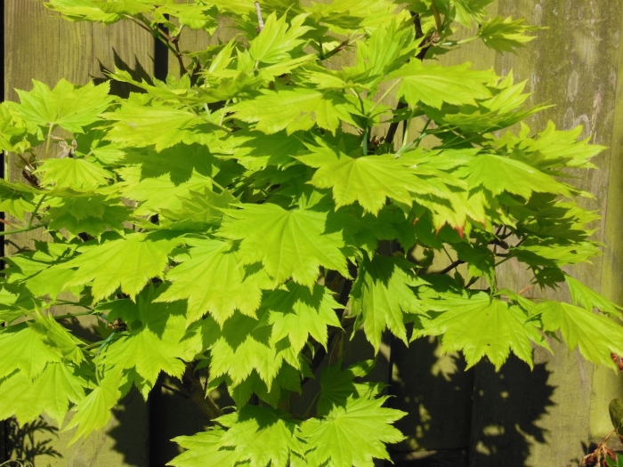 Клен acer shirasawanum  aureum