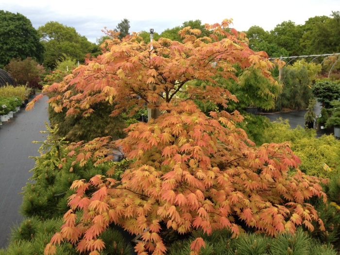 Acer shirasawanum 'autumn