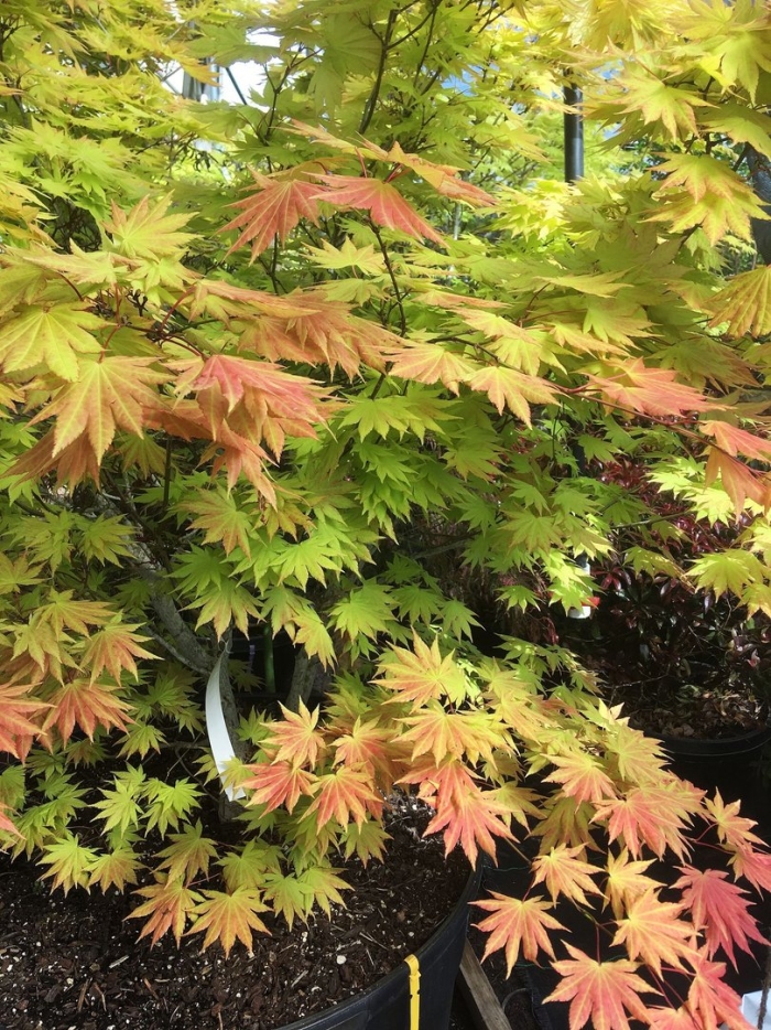 Acer shirasawanum