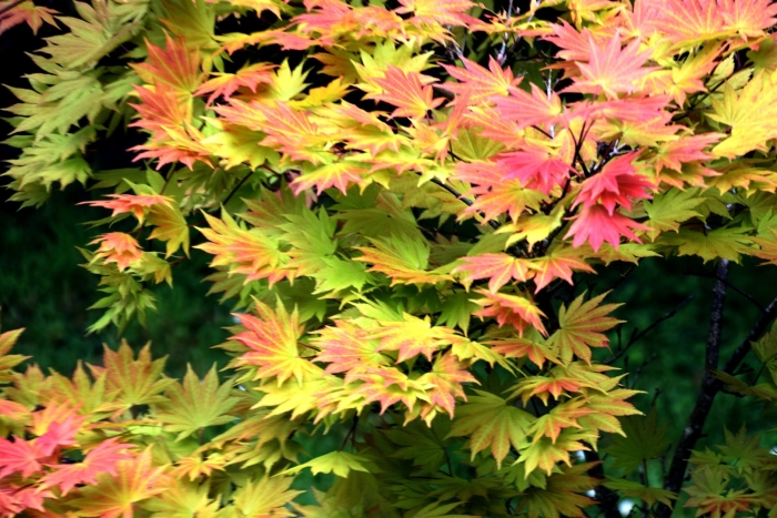 Клён ширасаванский ауреум