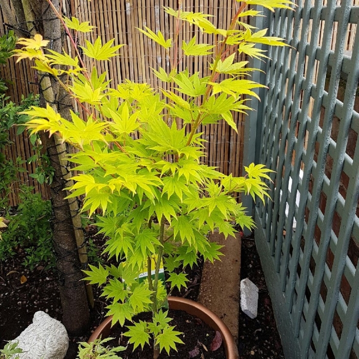 Acer shirasawanum jordan