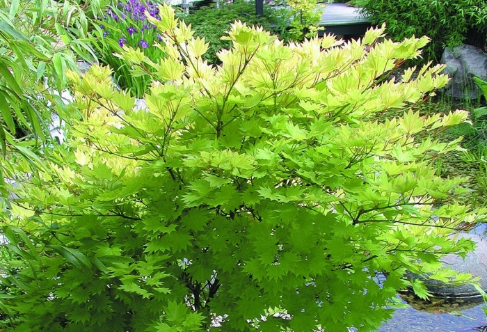 Клён ширасаванский ауреум